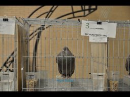 Concurso de Palomas 2012